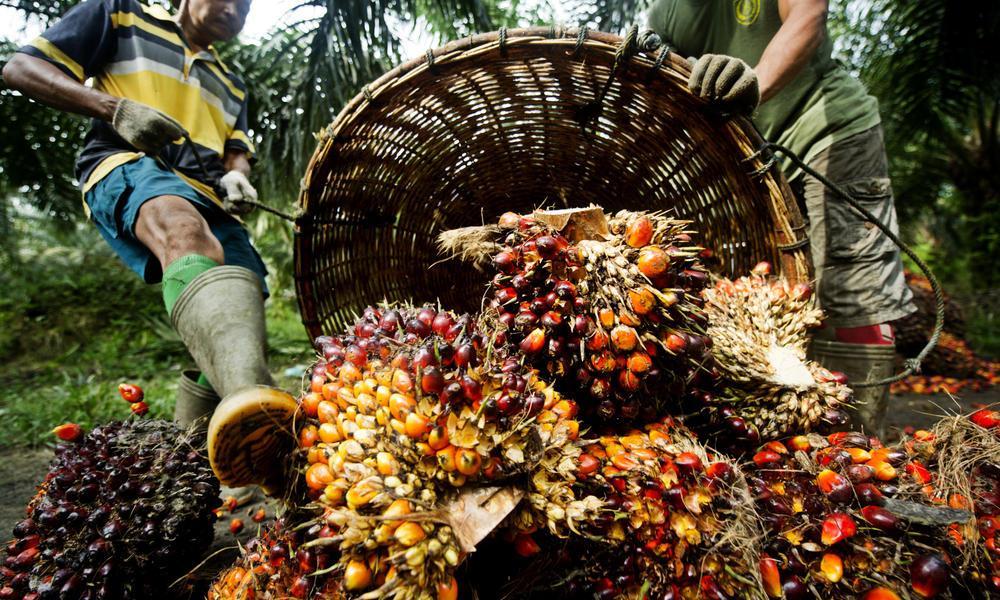 Nigeria to benefit huge forex from palm oil — NPPAN