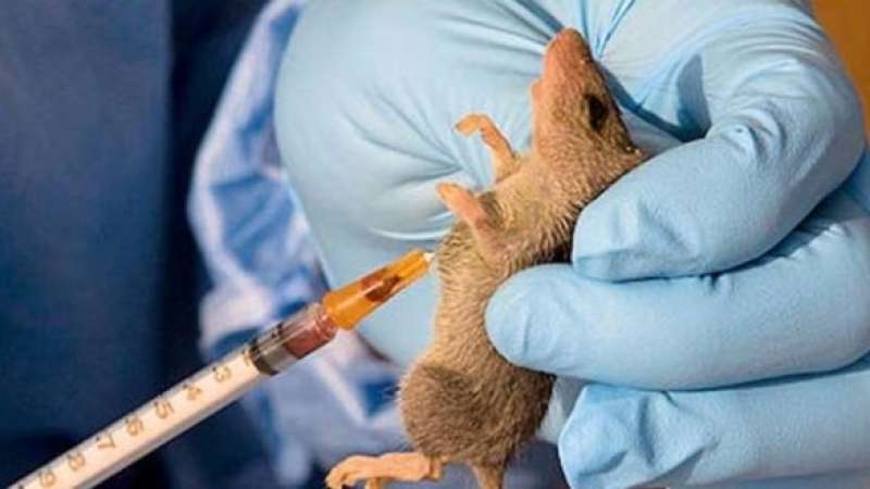Lassa Fever: Gombe records 5 confirmed cases, one death in 7 months - Official